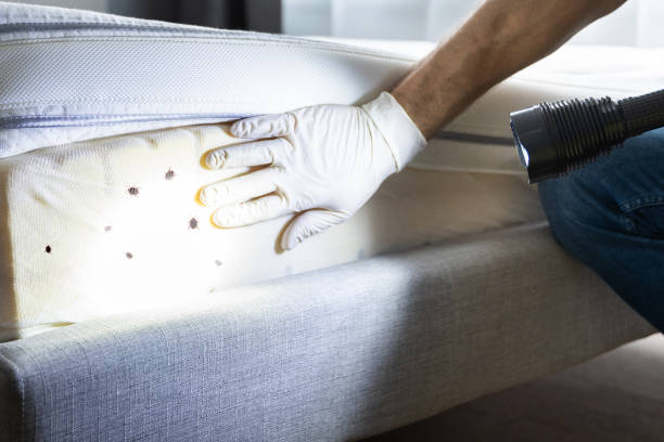 Best Emergency Pest Control  in Dacula, GA