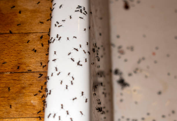 Best Termite Control Services  in Dacula, GA