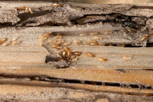 Best Mosquito Control Services  in Dacula, GA
