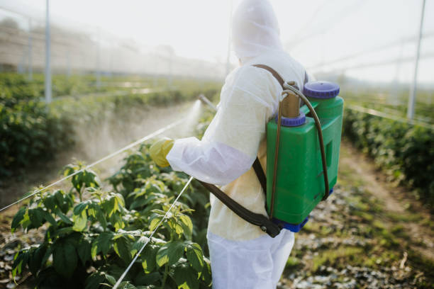 Best Bed Bug Extermination  in Dacula, GA
